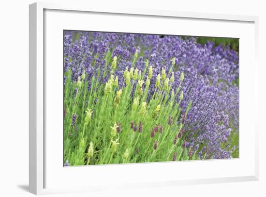 Flowing Lavender I-Dana Styber-Framed Photographic Print