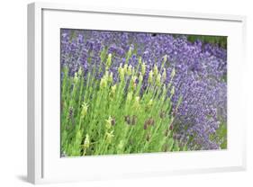 Flowing Lavender I-Dana Styber-Framed Photographic Print