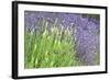 Flowing Lavender I-Dana Styber-Framed Photographic Print