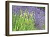 Flowing Lavender I-Dana Styber-Framed Photographic Print