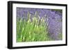 Flowing Lavender I-Dana Styber-Framed Photographic Print