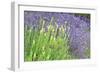 Flowing Lavender I-Dana Styber-Framed Photographic Print