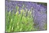 Flowing Lavender I-Dana Styber-Mounted Photographic Print