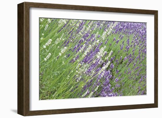 Flowing Lavender II-Dana Styber-Framed Photographic Print