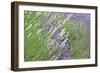 Flowing Lavender II-Dana Styber-Framed Photographic Print