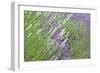 Flowing Lavender II-Dana Styber-Framed Photographic Print