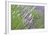 Flowing Lavender II-Dana Styber-Framed Photographic Print