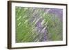 Flowing Lavender II-Dana Styber-Framed Photographic Print