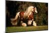 Flowing Mane I-null-Mounted Photographic Print