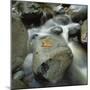 Flowing River-Micha Pawlitzki-Mounted Photographic Print