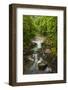 Flowing stream meandering through forest-Sheila Haddad-Framed Photographic Print