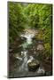 Flowing stream meandering through forest-Sheila Haddad-Mounted Photographic Print