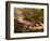 Flowing Streams Along the Appalachian Trail, East Arlington, Vermont, USA-Joe Restuccia III-Framed Photographic Print