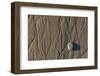 Flowing Water Creates Intricate Patterns in the Sand on a Southern California Beach-Neil Losin-Framed Photographic Print