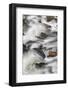 Flowing water in Firehole River, Yellowstone National Park, Wyoming-Adam Jones-Framed Photographic Print