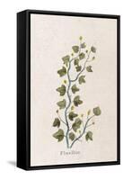 Fluellen Common or Heath Speedwell-null-Framed Stretched Canvas