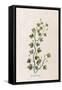 Fluellen Common or Heath Speedwell-null-Framed Stretched Canvas