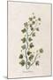Fluellen Common or Heath Speedwell-null-Mounted Art Print