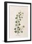 Fluellen Common or Heath Speedwell-null-Framed Art Print