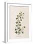 Fluellen Common or Heath Speedwell-null-Framed Art Print