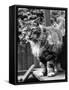Fluff the Boss Cat at the Battersea Dog's Home, May 1967-null-Framed Stretched Canvas