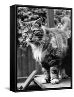 Fluff the Boss Cat at the Battersea Dog's Home, May 1967-null-Framed Stretched Canvas