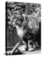 Fluff the Boss Cat at the Battersea Dog's Home, May 1967-null-Stretched Canvas