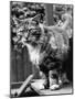Fluff the Boss Cat at the Battersea Dog's Home, May 1967-null-Mounted Photographic Print