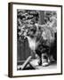 Fluff the Boss Cat at the Battersea Dog's Home, May 1967-null-Framed Photographic Print