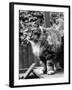 Fluff the Boss Cat at the Battersea Dog's Home, May 1967-null-Framed Photographic Print
