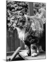 Fluff the Boss Cat at the Battersea Dog's Home, May 1967-null-Mounted Photographic Print