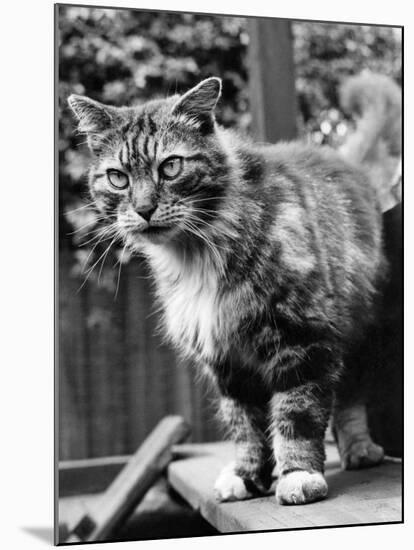 Fluff the Boss Cat at the Battersea Dog's Home, May 1967-null-Mounted Photographic Print