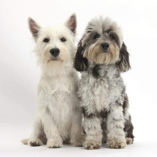 Fluffy Black-And-Grey Daxie-Doodle (Dachshund Cross Poodle) with West  Highland White Terrier Bitch' Photographic Print - Mark Taylor |  AllPosters.com