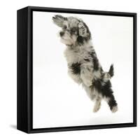 Fluffy Black and Grey Daxie Doodle (Daschund Poodle Cross) Puppy, Pebbles, Taking a Flying Leap-Mark Taylor-Framed Stretched Canvas