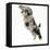 Fluffy Black and Grey Daxie Doodle (Daschund Poodle Cross) Puppy, Pebbles, Taking a Flying Leap-Mark Taylor-Framed Stretched Canvas