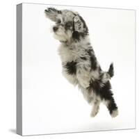 Fluffy Black and Grey Daxie Doodle (Daschund Poodle Cross) Puppy, Pebbles, Taking a Flying Leap-Mark Taylor-Stretched Canvas