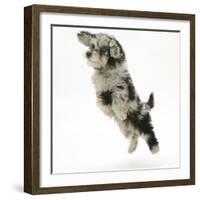 Fluffy Black and Grey Daxie Doodle (Daschund Poodle Cross) Puppy, Pebbles, Taking a Flying Leap-Mark Taylor-Framed Photographic Print