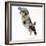 Fluffy Black and Grey Daxie Doodle (Daschund Poodle Cross) Puppy, Pebbles, Taking a Flying Leap-Mark Taylor-Framed Photographic Print