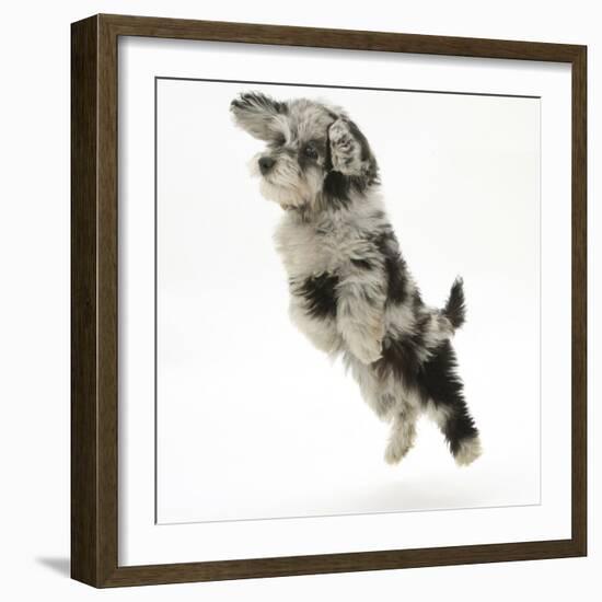 Fluffy Black and Grey Daxie Doodle (Daschund Poodle Cross) Puppy, Pebbles, Taking a Flying Leap-Mark Taylor-Framed Photographic Print