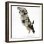 Fluffy Black and Grey Daxie Doodle (Daschund Poodle Cross) Puppy, Pebbles, Taking a Flying Leap-Mark Taylor-Framed Photographic Print