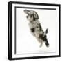 Fluffy Black and Grey Daxie Doodle (Daschund Poodle Cross) Puppy, Pebbles, Taking a Flying Leap-Mark Taylor-Framed Photographic Print