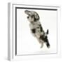 Fluffy Black and Grey Daxie Doodle (Daschund Poodle Cross) Puppy, Pebbles, Taking a Flying Leap-Mark Taylor-Framed Photographic Print