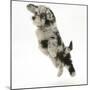 Fluffy Black and Grey Daxie Doodle (Daschund Poodle Cross) Puppy, Pebbles, Taking a Flying Leap-Mark Taylor-Mounted Photographic Print