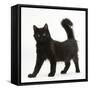 Fluffy Black Kitten, 12 Weeks Old, Standing-Mark Taylor-Framed Stretched Canvas