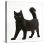 Fluffy Black Kitten, 12 Weeks Old, Standing-Mark Taylor-Stretched Canvas