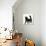 Fluffy Black Kitten, 12 Weeks Old, Standing-Mark Taylor-Photographic Print displayed on a wall