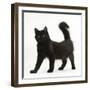 Fluffy Black Kitten, 12 Weeks Old, Standing-Mark Taylor-Framed Photographic Print
