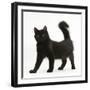 Fluffy Black Kitten, 12 Weeks Old, Standing-Mark Taylor-Framed Photographic Print