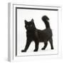 Fluffy Black Kitten, 12 Weeks Old, Standing-Mark Taylor-Framed Photographic Print