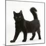 Fluffy Black Kitten, 12 Weeks Old, Standing-Mark Taylor-Mounted Photographic Print